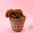 Micro Teacup Poodle Puppies - Aidy - a Poodle puppy