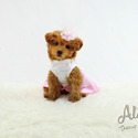 Micro Teacup Poodle Puppies - Chloe - a Poodle puppy