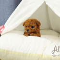Micro Teacup Poodle Puppies - Chloe - a Poodle puppy