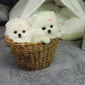 Micro Teacup Pomeranian Puppies - Cartier - a Pomeranian puppy