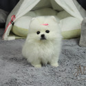 Micro Teacup Pomeranian Puppies - Cartier - a Pomeranian puppy
