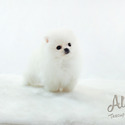 Micro Teacup Pomeranian Puppies - Gucci - a Pomeranian puppy