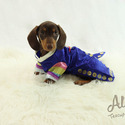 Micro Teacup Dachshund Puppies - Molly - a Dachshund puppy