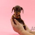 Micro Teacup Dachshund Puppies - Molly - a Dachshund puppy