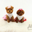 TEACUP TINY POODLE FOR SALE