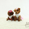 TEACUP TINY POODLE FOR SALE