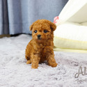 TEACUP TINY POODLE FOR SALE