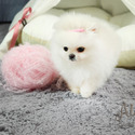 TEACUP TINY POMERANIAN FOR SALE