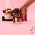 TEACUP TINY DACHSHUND FOR SALE