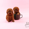 Adorable Teacup Poodle For Sale - Aidy - a Poodle puppy