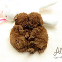 Adorable Teacup Poodle For Sale - Aidy - a Poodle puppy
