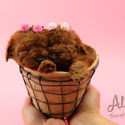 Adorable Teacup Poodle For Sale - Aidy - a Poodle puppy