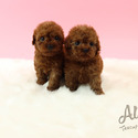 Adorable Teacup Poodle For Sale - Aidy - a Poodle puppy