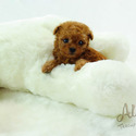 Adorable Teacup Poodle For Sale - Chloe - a Poodle puppy