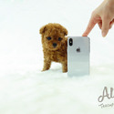 Adorable Teacup Poodle For Sale - Chloe - a Poodle puppy