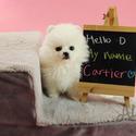 Adorable Teacup Pomeranian For Sale - Cartier - a Pomeranian puppy