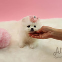 Adorable Teacup Pomeranian For Sale - Cartier - a Pomeranian puppy