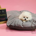Adorable Teacup Pomeranian For Sale - Cartier - a Pomeranian puppy
