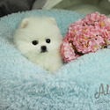 Adorable Teacup Pomeranian For Sale - Cartier - a Pomeranian puppy
