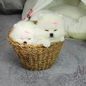 Adorable Teacup Pomeranian For Sale - Gucci - a Pomeranian puppy