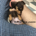 Adorable Teacup Dachshund For Sale - Molly - a Dachshund puppy