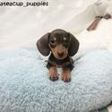 Adorable Teacup Dachshund For Sale - Molly - a Dachshund puppy