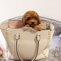Teacup Toy Poodle For Sale - Aidy - a Poodle puppy