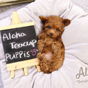 Teacup Toy Poodle For Sale - Aidy - a Poodle puppy