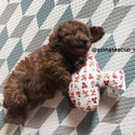 Teacup Toy Poodle For Sale - Aidy - a Poodle puppy