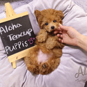 Teacup Toy Poodle For Sale - Chloe - a Poodle puppy
