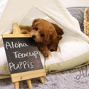 Teacup Toy Poodle For Sale - Chloe - a Poodle puppy