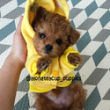 Teacup Toy Poodle For Sale - Chloe - a Poodle puppy
