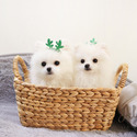 Teacup Toy Pomeranian For Sale - Cartier - a Pomeranian puppy