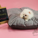 Teacup Toy Pomeranian For Sale - Cartier - a Pomeranian puppy