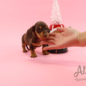 Teacup Toy Dachshund For Sale - Molly - a Dachshund puppy