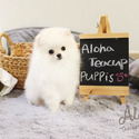 Micro Teacup Pomeranian Puppies For Sale - Gucci - a Pomeranian puppy