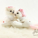 Micro Teacup Pomeranian Puppies For Sale - Gucci - a Pomeranian puppy
