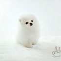 Micro Teacup Pomeranian Puppies For Sale - Gucci - a Pomeranian puppy