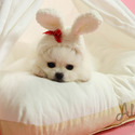 Micro Teacup Pomeranian Puppies For Sale - Cartier - a Pomeranian puppy