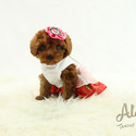 Micro Teacup Poodle Puppies For Sale - Aidy - a Poodle puppy
