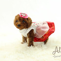 Micro Teacup Poodle Puppies For Sale - Aidy - a Poodle puppy
