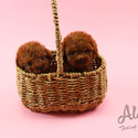 Micro Teacup Poodle Puppies For Sale - Aidy - a Poodle puppy
