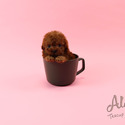 Micro Teacup Poodle Puppies For Sale - Aidy - a Poodle puppy