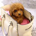Micro Teacup Poodle Puppies For Sale - Aidy - a Poodle puppy
