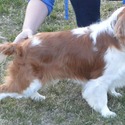 Blenheims due March 1st 2019 - a Cavalier King Charles Spaniel puppy