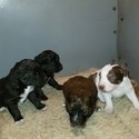 3 males 4 females - a Bordoodle puppy