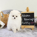 Micro Teacup Pomeranian Puppies - Gucci - a Pomeranian puppy
