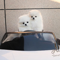 Micro Teacup Pomeranian Puppies - Gucci - a Pomeranian puppy