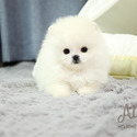 Micro Teacup Pomeranian Puppies - Gucci - a Pomeranian puppy