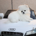 Micro Teacup Pomeranian Puppies - Cartier - a Pomeranian puppy